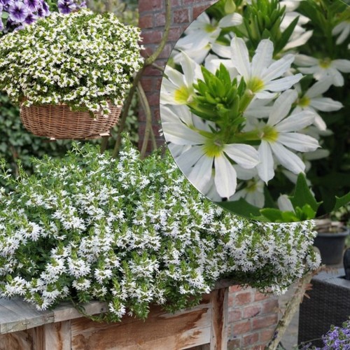 Scaevola aemula 'Scala Cappello White' - Sinine tiiviklill 'Scala Cappello White' 